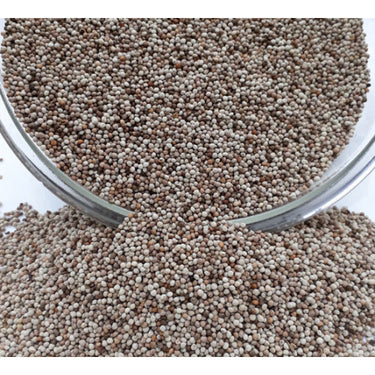 Bhangjeera (Perilla frutescens) 100gms
